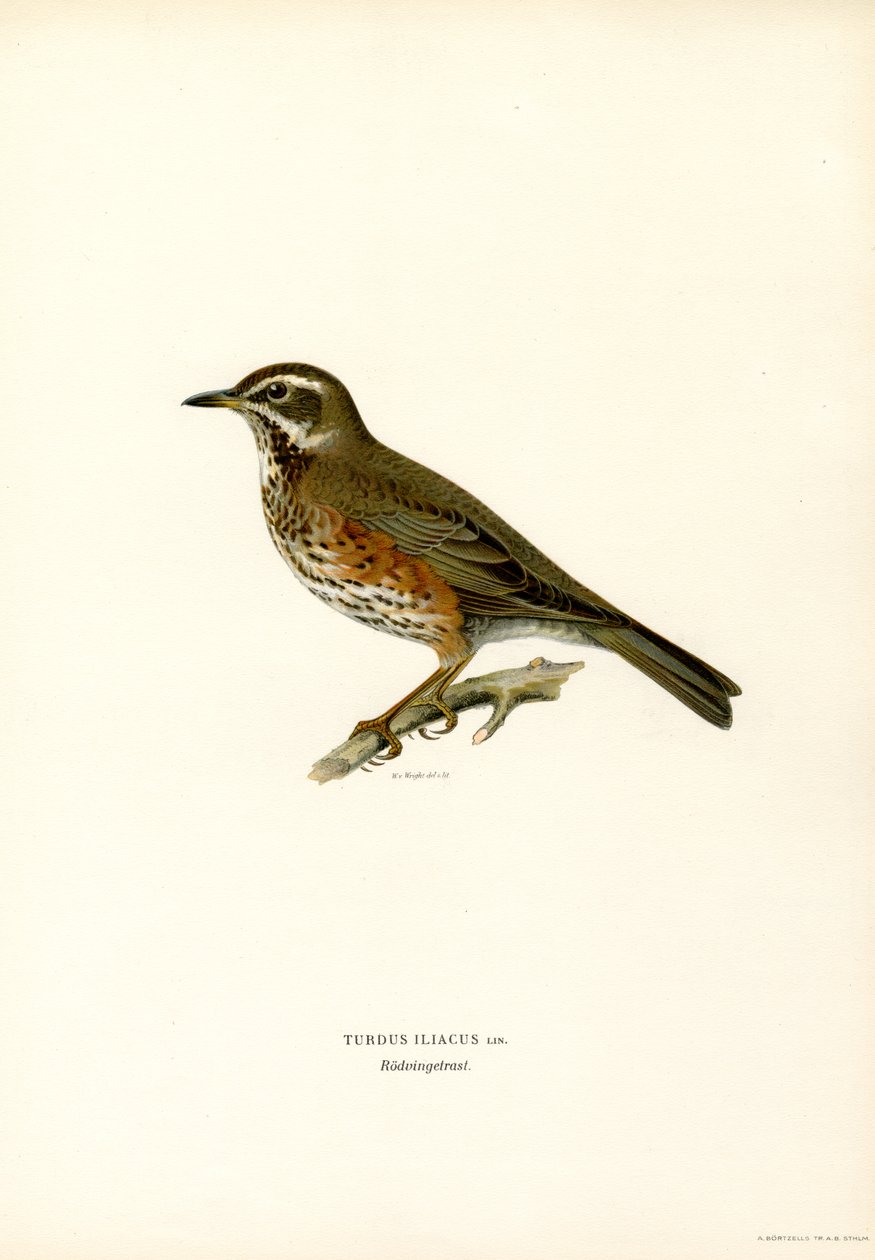 Kızıl kanat (renkli taş) by Magnus Ferdinand and Wilhelm von Wright