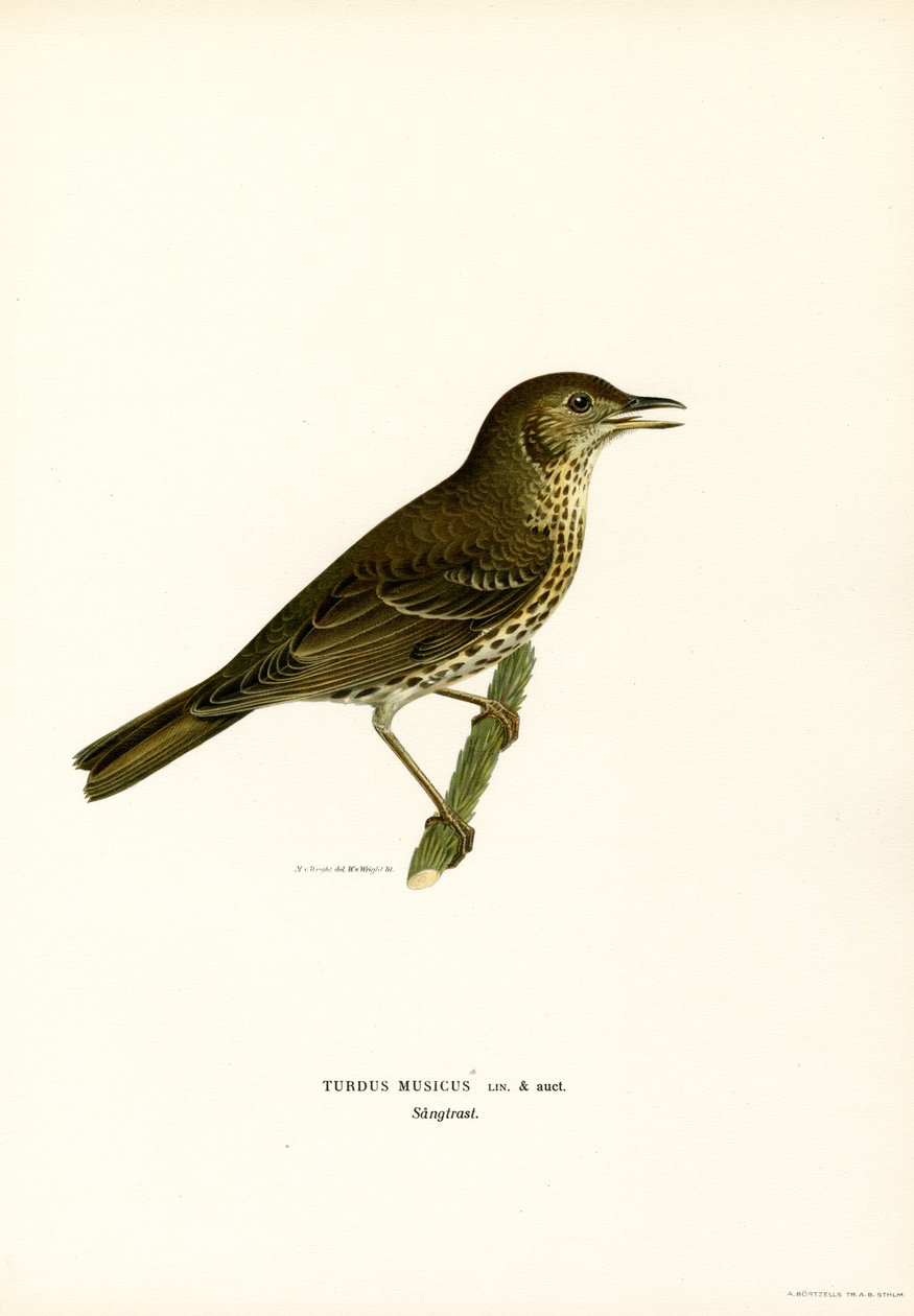 Kızıl kanat (renkli taş) by Magnus Ferdinand and Wilhelm von Wright