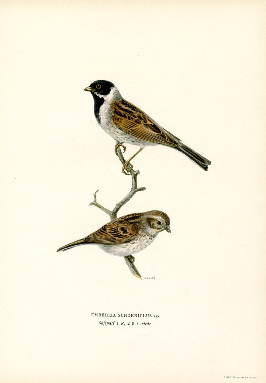 Reed Bunting (renkli taş) by Magnus Ferdinand and Wilhelm von Wright