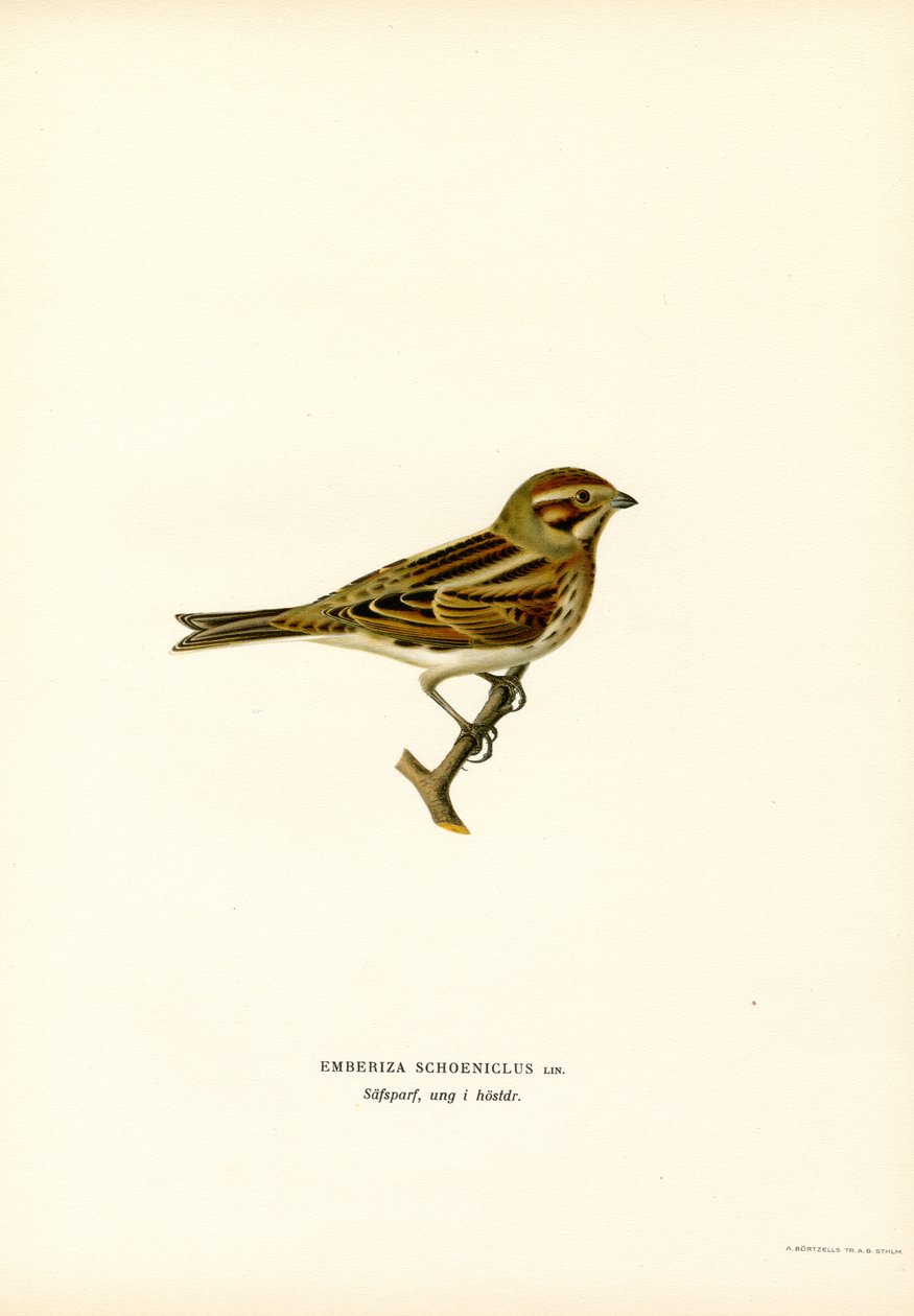 Reed Bunting (Renk Lito) by Magnus Ferdinand and Wilhelm von Wright