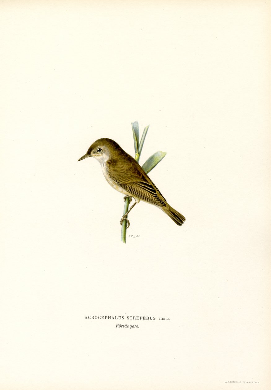 Reed Warbler (renkli taş) by Magnus Ferdinand and Wilhelm von Wright