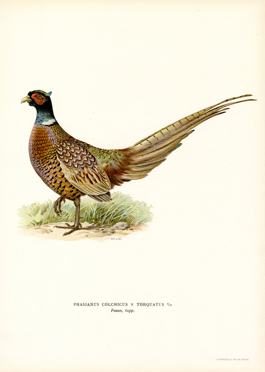 Halka boyunlu Sülün (renkli taş) by Magnus Ferdinand and Wilhelm von Wright