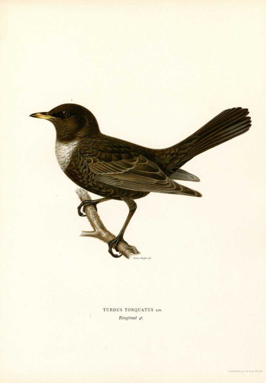 Halka Ardıç (renkli lito) by Magnus Ferdinand and Wilhelm von Wright
