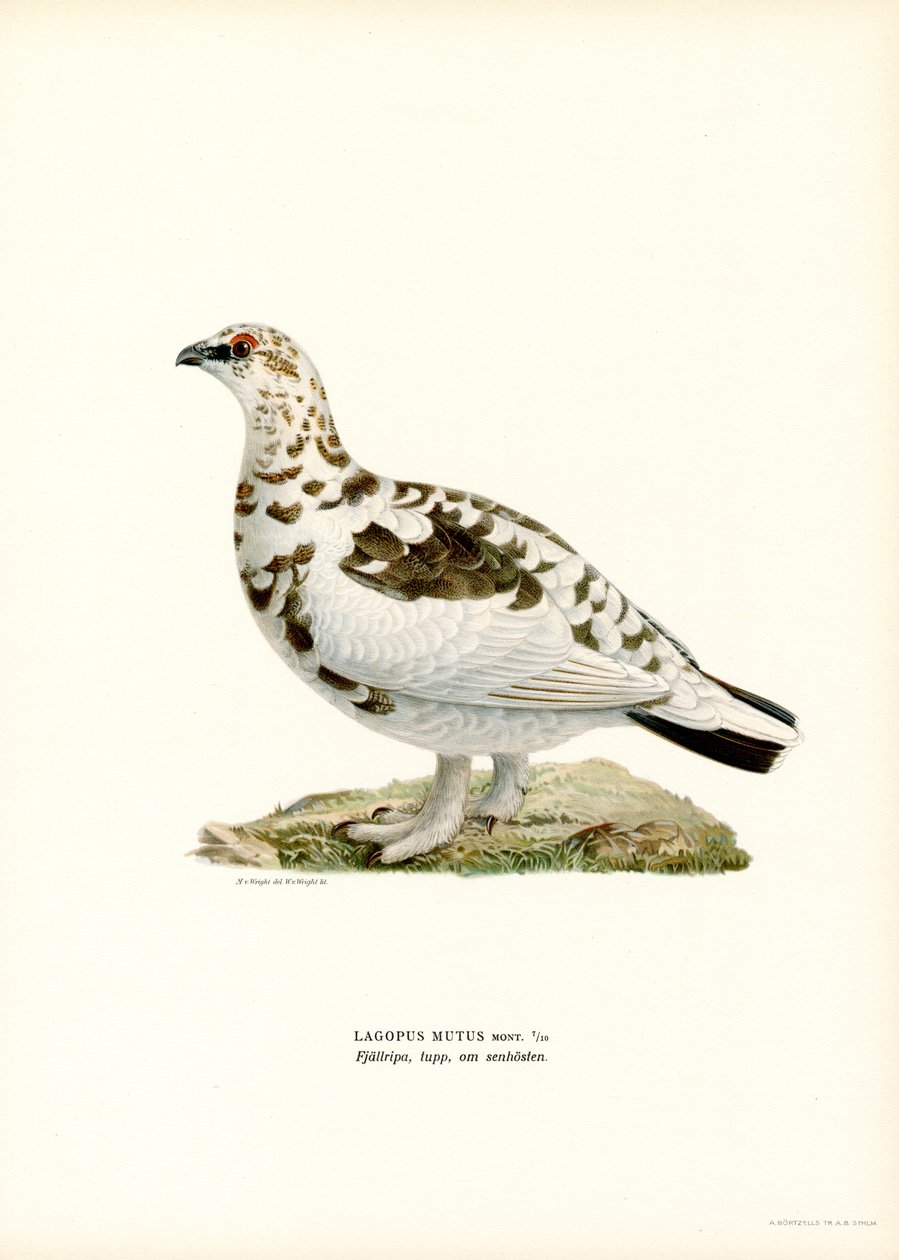 Kaya Ptarmigan (renkli taş) by Magnus Ferdinand and Wilhelm von Wright