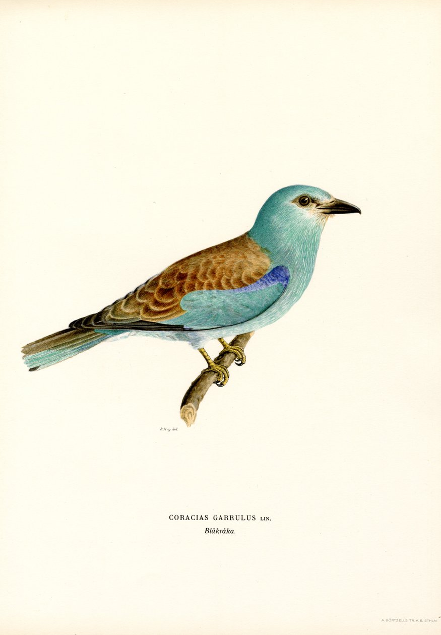 Rulo (renkli lito) by Magnus Ferdinand and Wilhelm von Wright