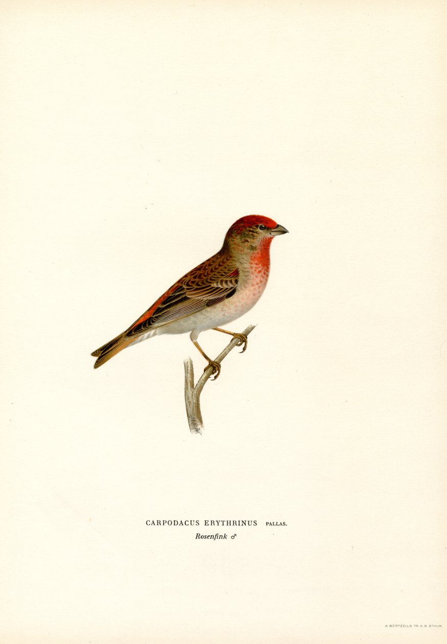 Rosefinch (renkli lito) by Magnus Ferdinand and Wilhelm von Wright