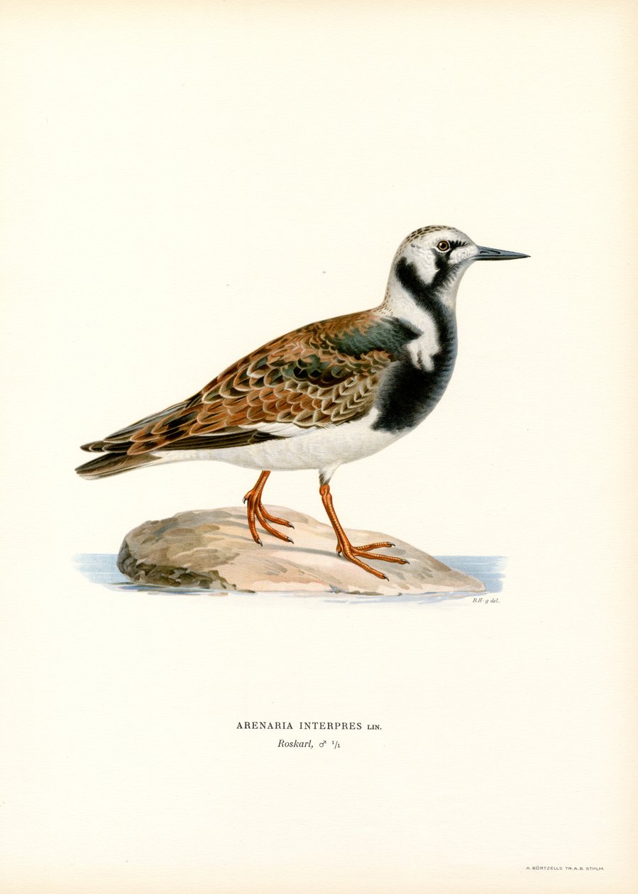 Ruddy Turnstone (renkli taş) by Magnus Ferdinand and Wilhelm von Wright