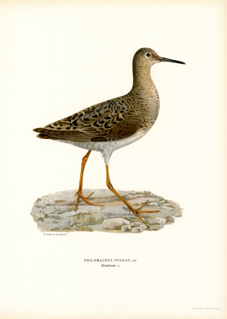Ruff (renkli lito) by Magnus Ferdinand and Wilhelm von Wright