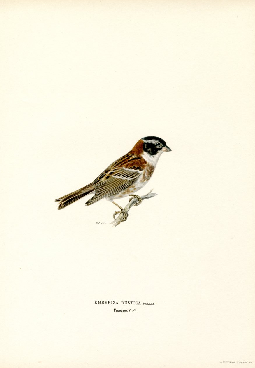Rustik Kiraz Kuşu (renkli taş) by Magnus Ferdinand and Wilhelm von Wright