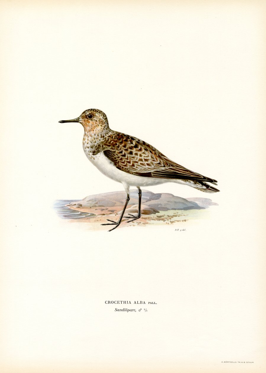 Zımparalama (renkli taş) by Magnus Ferdinand and Wilhelm von Wright