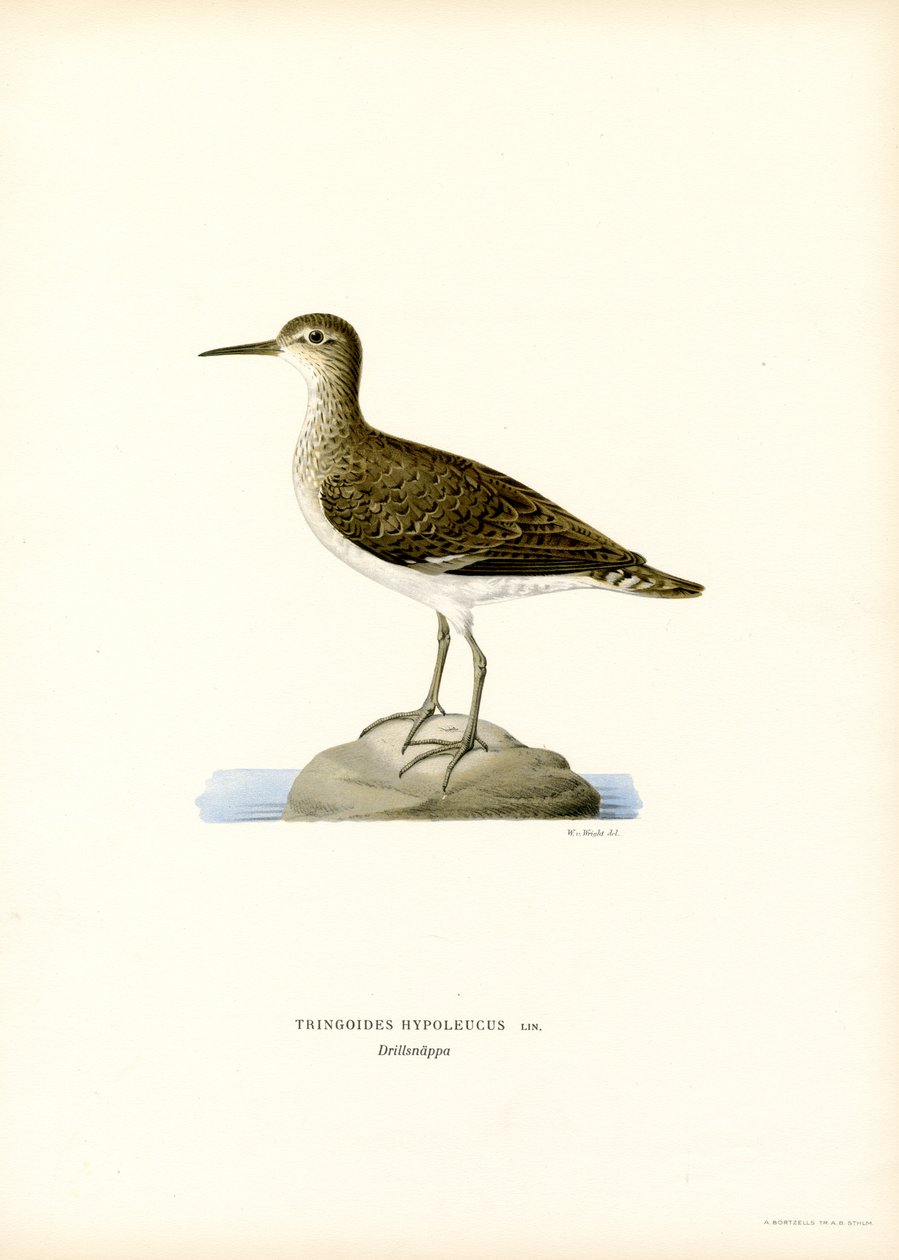 Sandpiper (renkli taş) by Magnus Ferdinand and Wilhelm von Wright