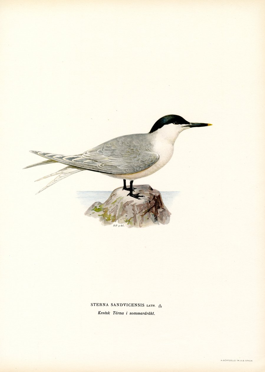 Sandviç Sumru (renkli taş) by Magnus Ferdinand and Wilhelm von Wright