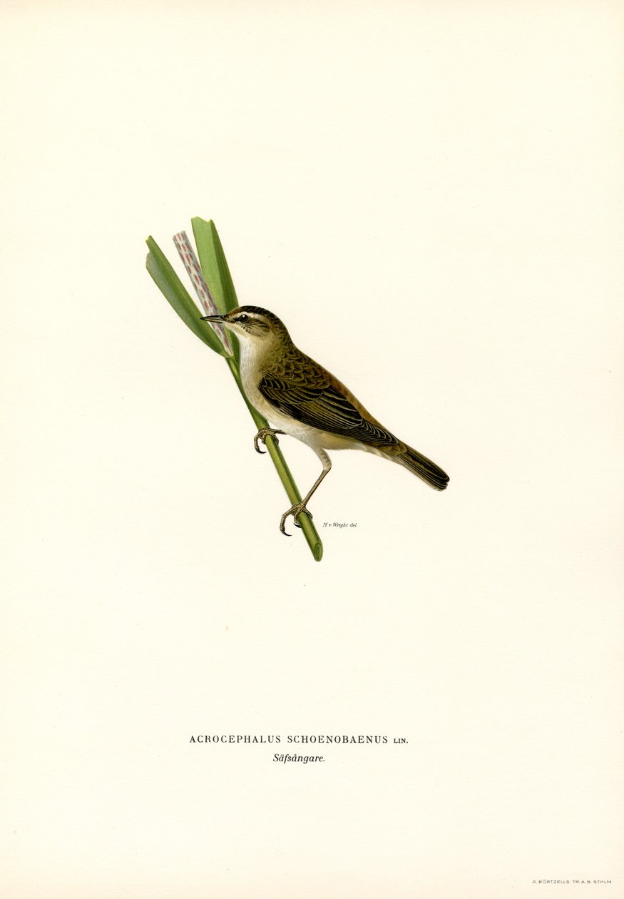 Sedge Warbler (renkli lito) by Magnus Ferdinand and Wilhelm von Wright