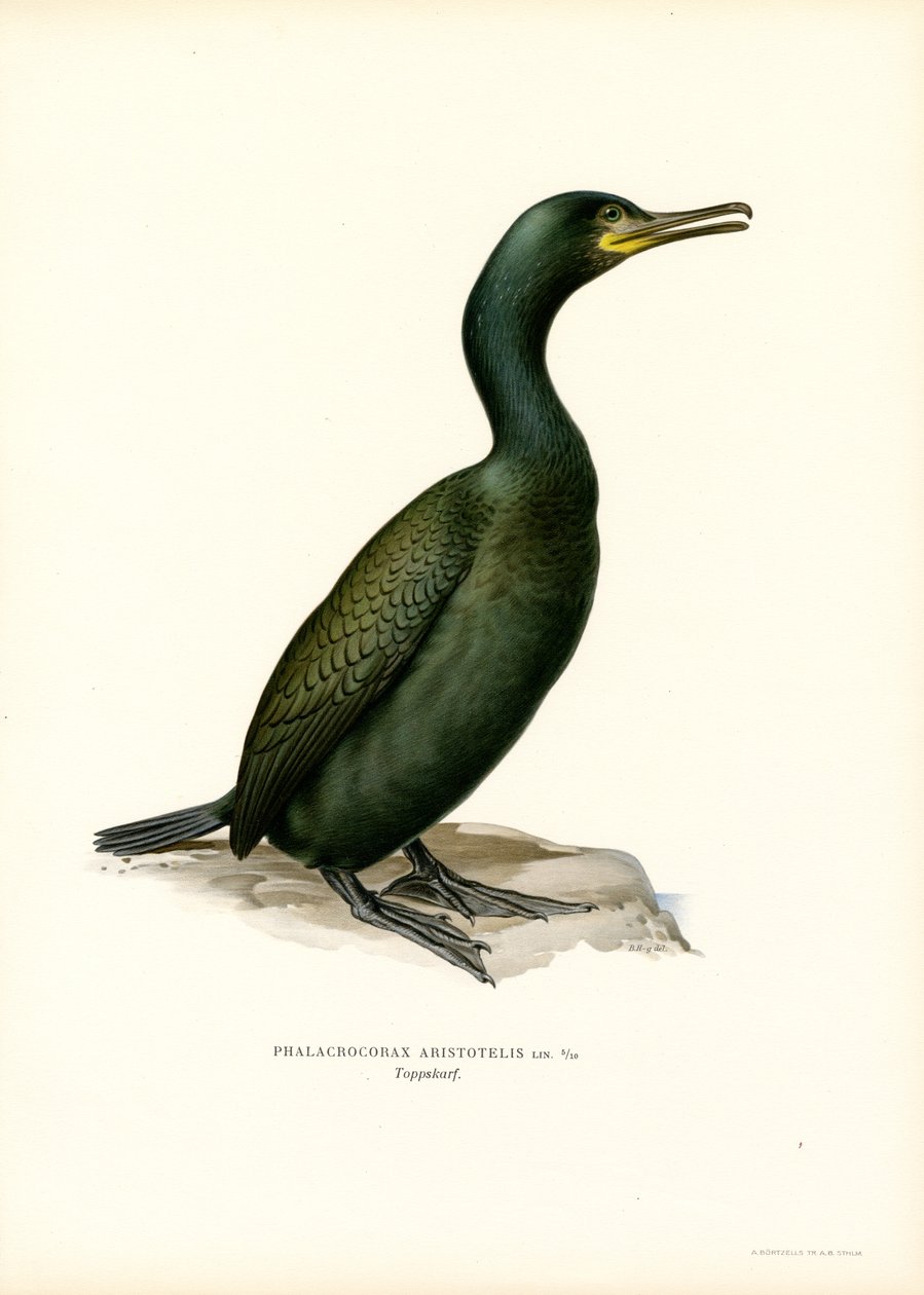 Sevişmek (renkli taş) by Magnus Ferdinand and Wilhelm von Wright