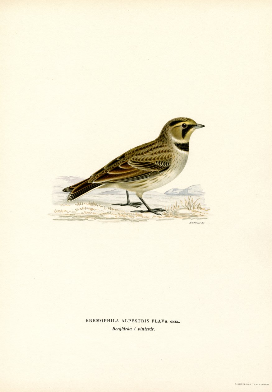 Shore Lark (renkli taş) by Magnus Ferdinand and Wilhelm von Wright