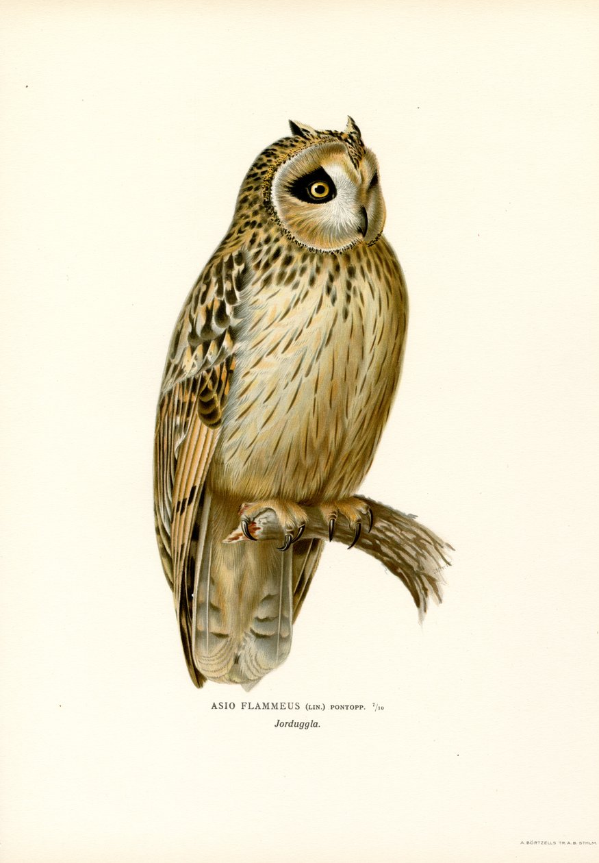 Kısa kulaklı Baykuş (renkli taş) by Magnus Ferdinand and Wilhelm von Wright