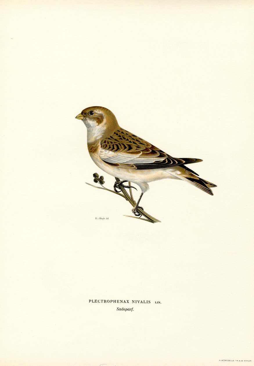 Kar Kiraz Kuşu (renkli taş) by Magnus Ferdinand and Wilhelm von Wright
