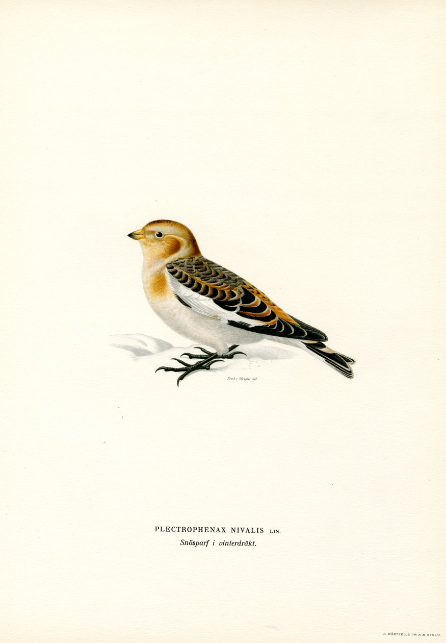 Kar Kiraz Kuşu (renkli taş) by Magnus Ferdinand and Wilhelm von Wright