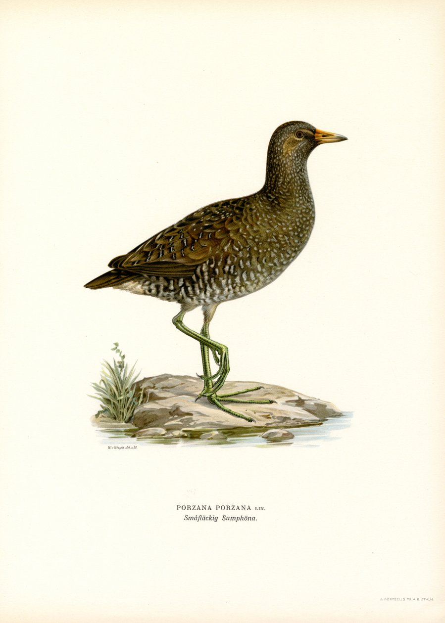Benekli Crake (renkli taş) by Magnus Ferdinand and Wilhelm von Wright