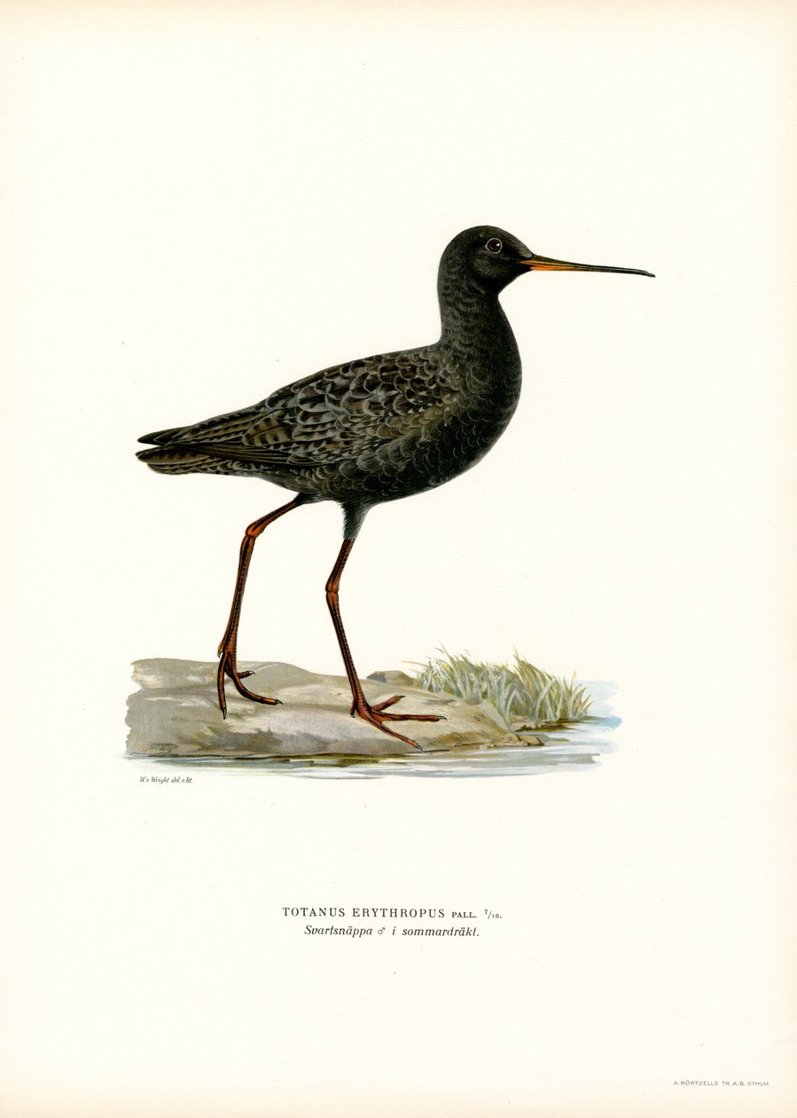 Benekli Redshank (renkli taş) by Magnus Ferdinand and Wilhelm von Wright