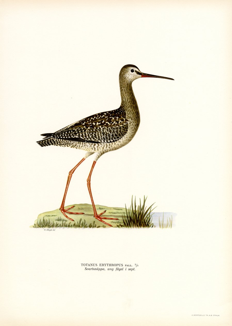 Benekli Redshank (renkli taş) by Magnus Ferdinand and Wilhelm von Wright