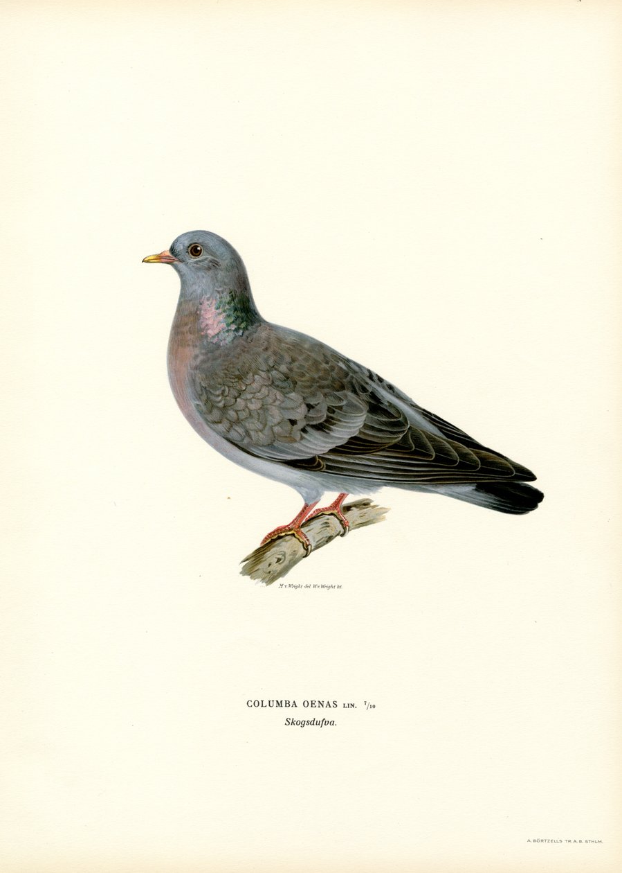 Stok Güvercin (renkli taş) by Magnus Ferdinand and Wilhelm von Wright