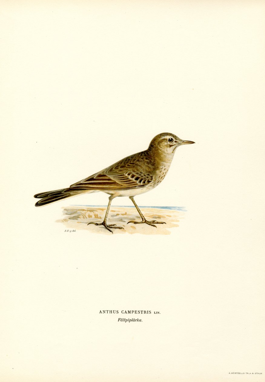 Tawny Pipit (renkli lito) by Magnus Ferdinand and Wilhelm von Wright