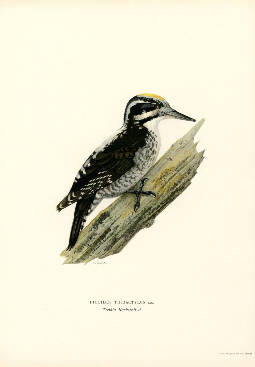 Üç parmaklı ağaçkakan (renkli taş) by Magnus Ferdinand and Wilhelm von Wright