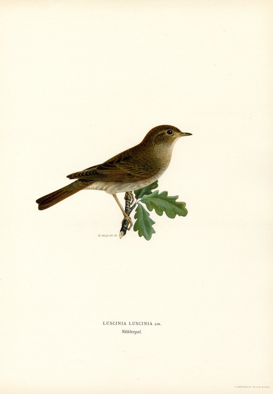 Ardıç Bülbül (renkli taş) by Magnus Ferdinand and Wilhelm von Wright