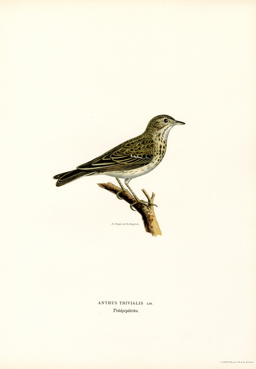 Ağaç İnciri (renkli lito) by Magnus Ferdinand and Wilhelm von Wright