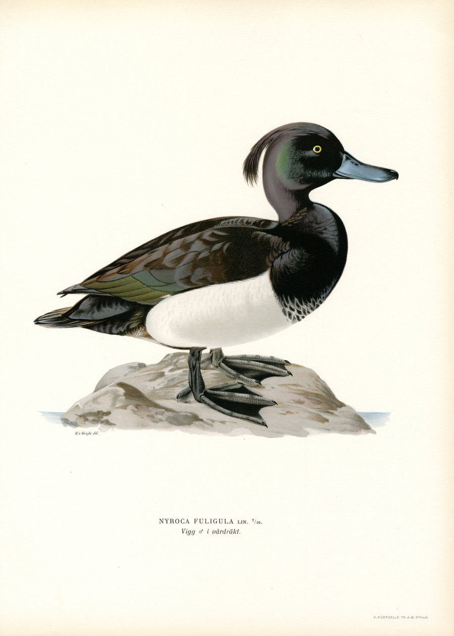 Tepeli Ördek (renkli taş) by Magnus Ferdinand and Wilhelm von Wright