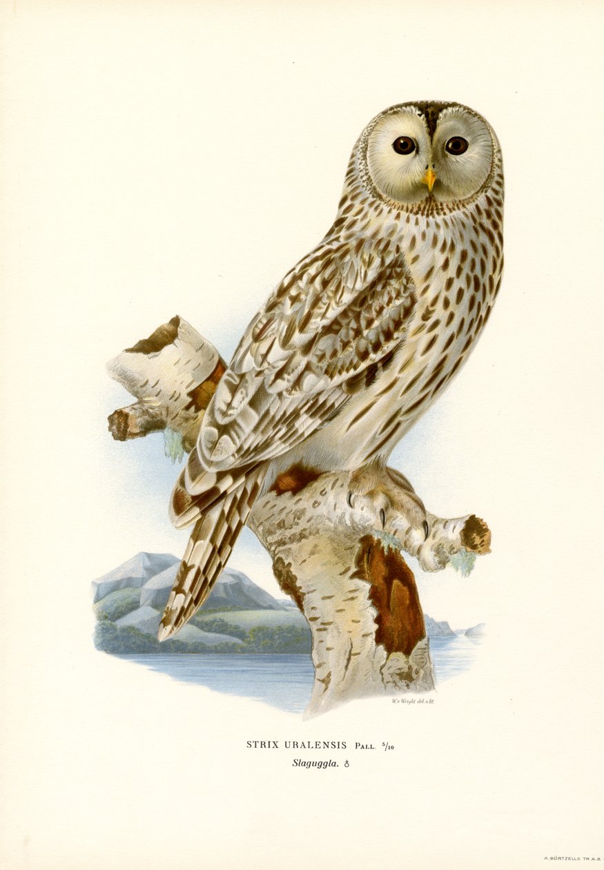 Ural Baykuşu (renkli taş) by Magnus Ferdinand and Wilhelm von Wright