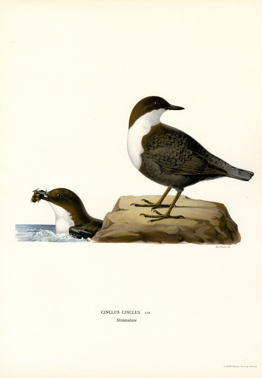 Su Ouzeli (renkli taş) by Magnus Ferdinand and Wilhelm von Wright