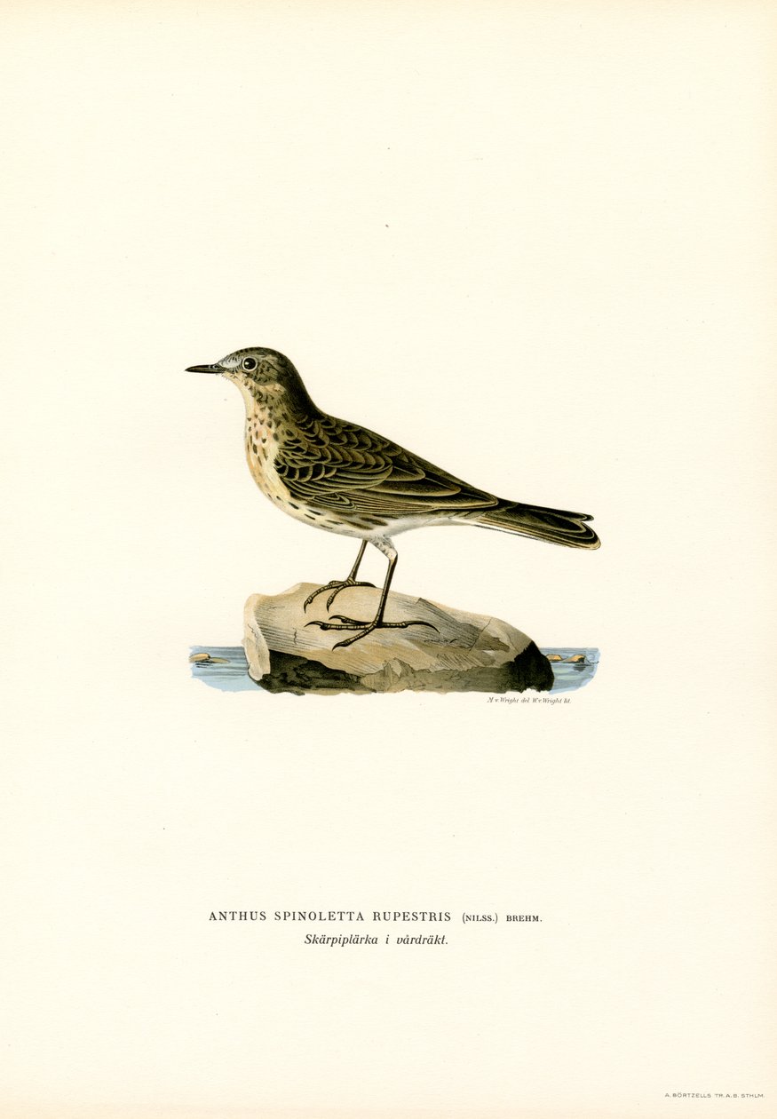 Su incir (renkli lito) by Magnus Ferdinand and Wilhelm von Wright