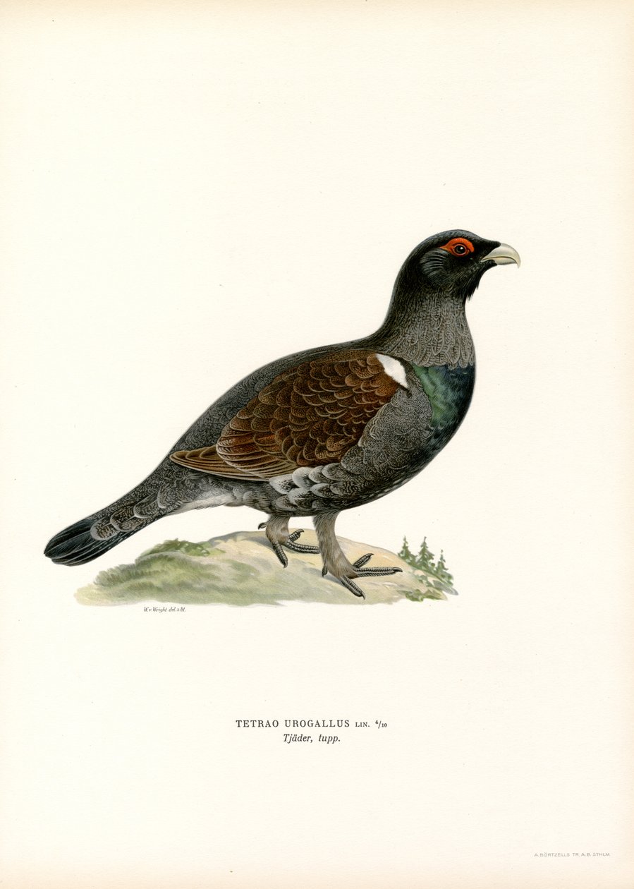 Batı Capercaillie (renkli taş) by Magnus Ferdinand and Wilhelm von Wright