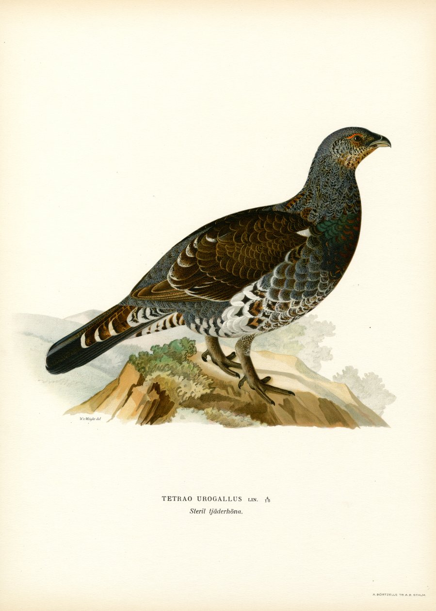 Batı Capercaillie (renkli taş) by Magnus Ferdinand and Wilhelm von Wright
