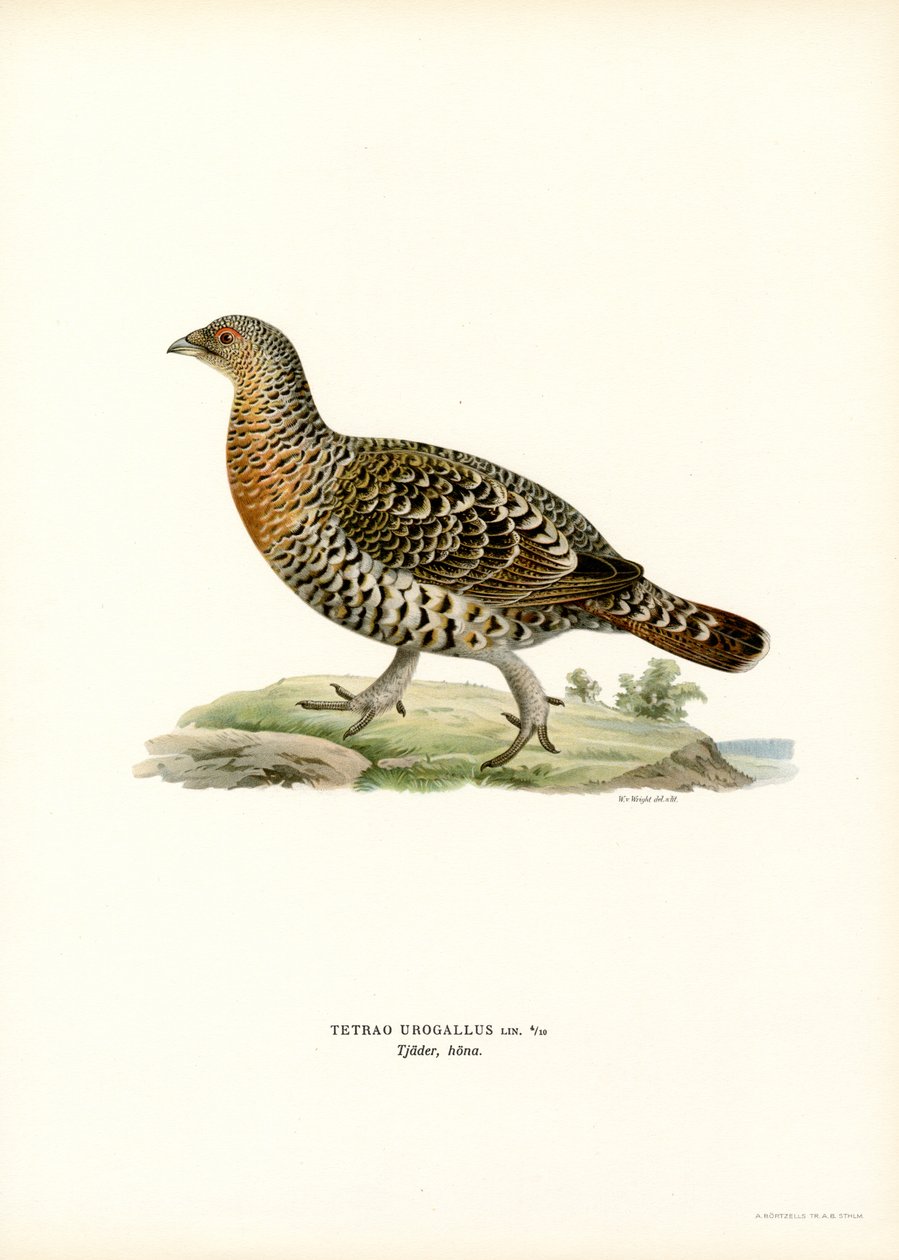 Batı Capercaillie (renkli taş) by Magnus Ferdinand and Wilhelm von Wright