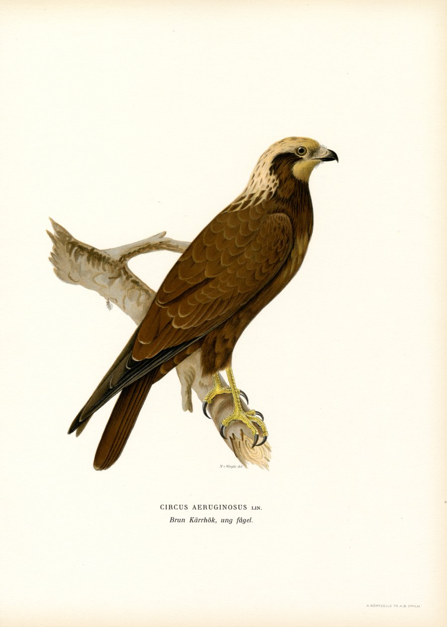 Batı Marsh Harrier (renkli taş) by Magnus Ferdinand and Wilhelm von Wright