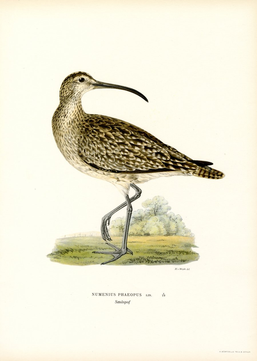 Whimbrel (renkli taş) by Magnus Ferdinand and Wilhelm von Wright