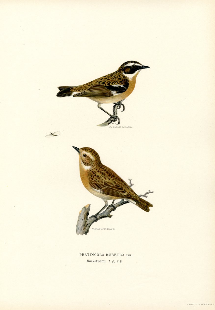 Whinchat (renkli lito) by Magnus Ferdinand and Wilhelm von Wright