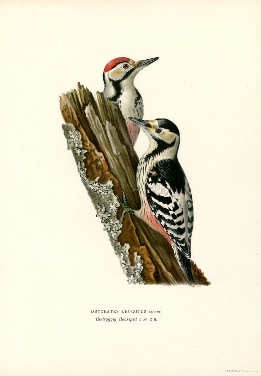 Beyaz sırtlı ağaçkakan (renkli taş) by Magnus Ferdinand and Wilhelm von Wright