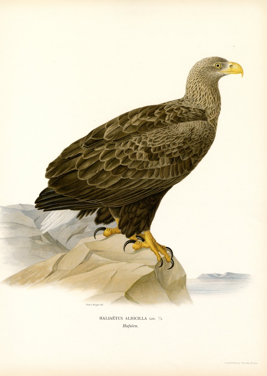 Ak kuyruklu kartal (renkli taş) by Magnus Ferdinand and Wilhelm von Wright
