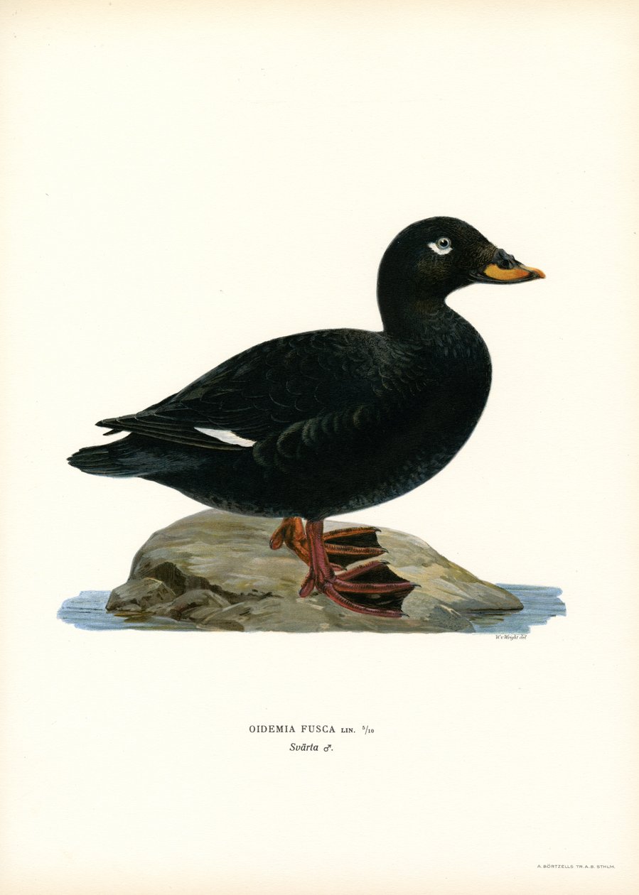 Beyaz kanatlı Scoter (renkli taş) by Magnus Ferdinand and Wilhelm von Wright