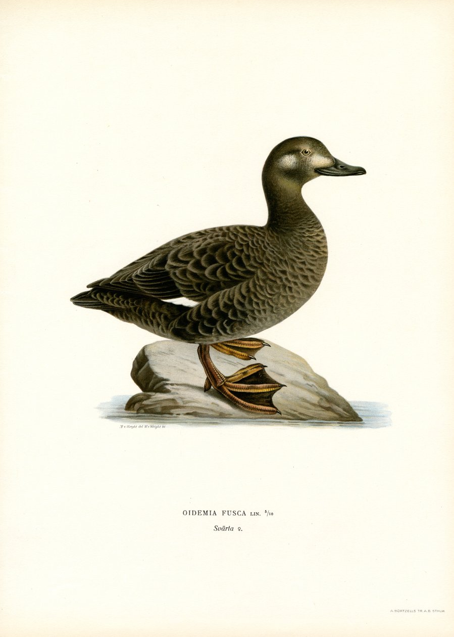 Beyaz kanatlı Scoter (renkli taş) by Magnus Ferdinand and Wilhelm von Wright