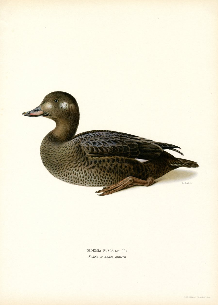 Beyaz kanatlı Scoter (renkli taş) by Magnus Ferdinand and Wilhelm von Wright