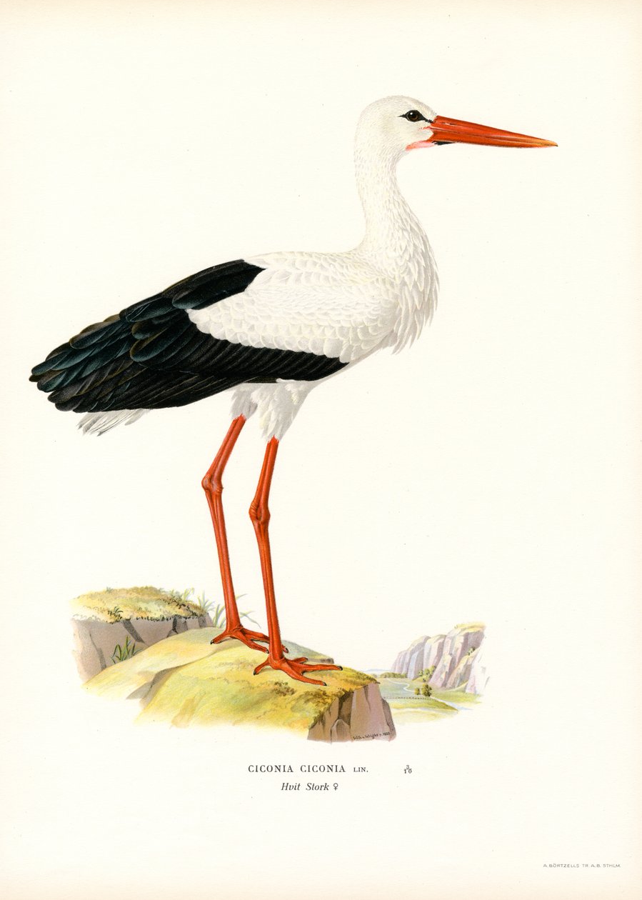 Beyaz Leylek (renkli lito) by Magnus Ferdinand and Wilhelm von Wright