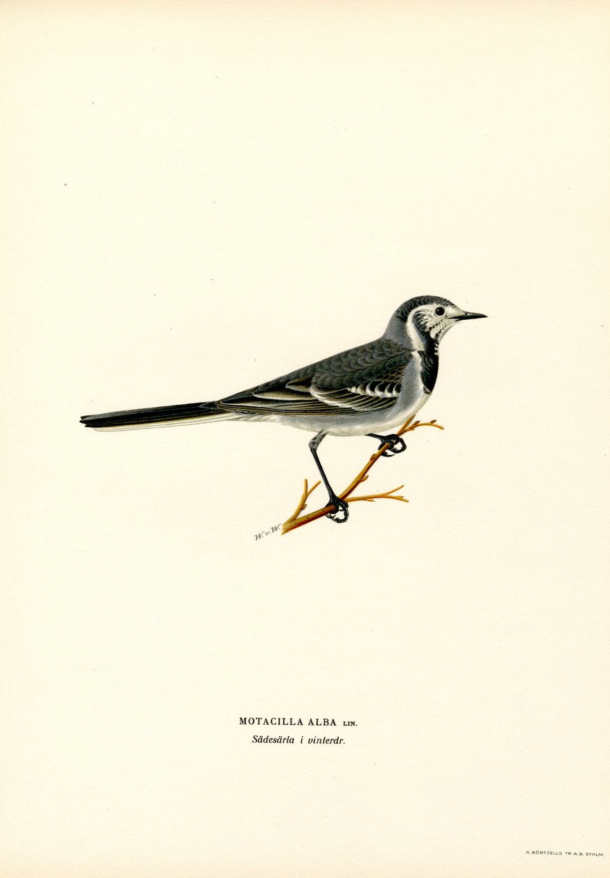 Beyaz Kuyruksallayan (renkli taş) by Magnus Ferdinand and Wilhelm von Wright