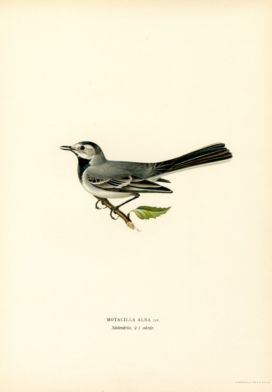 Beyaz Kuyruksallayan (renkli taş) by Magnus Ferdinand and Wilhelm von Wright