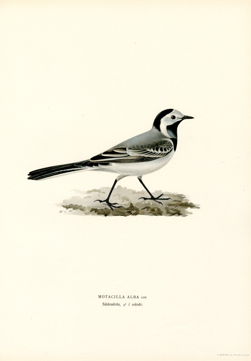 Beyaz Kuyruksallayan (renkli taş) by Magnus Ferdinand and Wilhelm von Wright