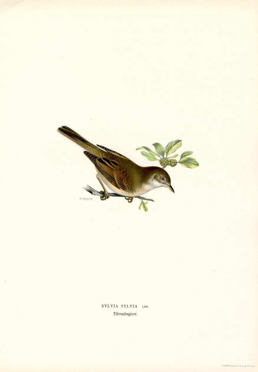Whitethroat (renkli taş) by Magnus Ferdinand and Wilhelm von Wright